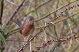 20211112_Provencaalse Grasmus_Hondsbosche Zeewering_04